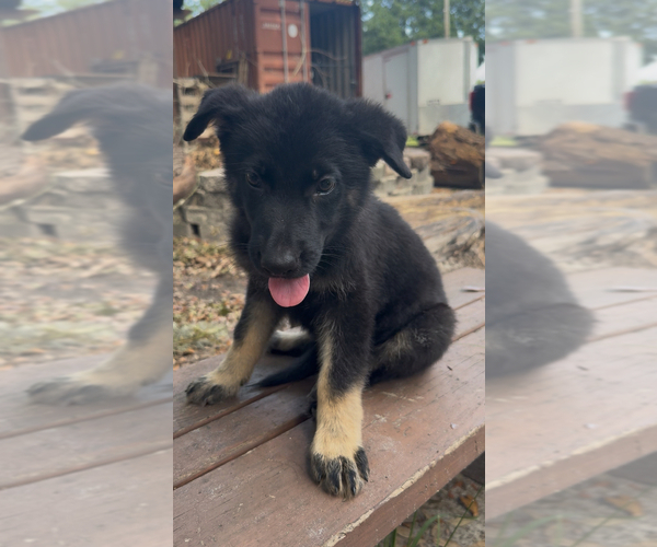 Medium Photo #7 German Shepherd Dog Puppy For Sale in JACKSONVILLE, FL, USA