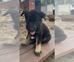Small #6 German Shepherd Dog