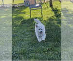 Small Poodle (Miniature) Mix