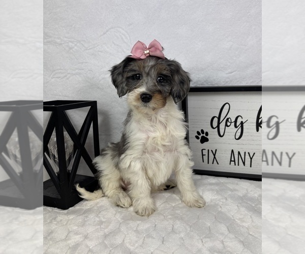 Medium Photo #2 Bernedoodle (Miniature) Puppy For Sale in GREENFIELD, IN, USA