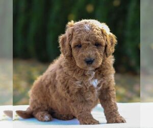 Goldendoodle (Miniature) Puppy for sale in LANCASTER, PA, USA