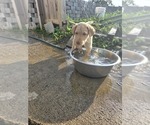 Small #13 Labrador Retriever