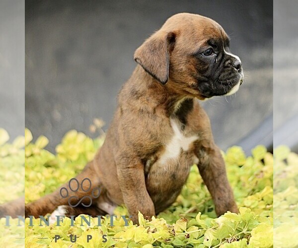 Medium Photo #5 Boxer Puppy For Sale in GORDONVILLE, PA, USA