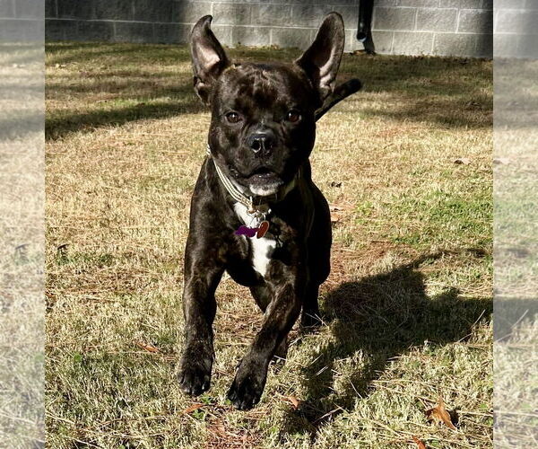 Medium Photo #3 Boxer-Unknown Mix Puppy For Sale in Spring Lake, NC, USA