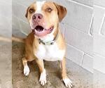 Small #1 Mutt