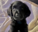 Puppy 1 Aussiedoodle-Goldendoodle Mix