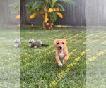 Small #2 Mutt