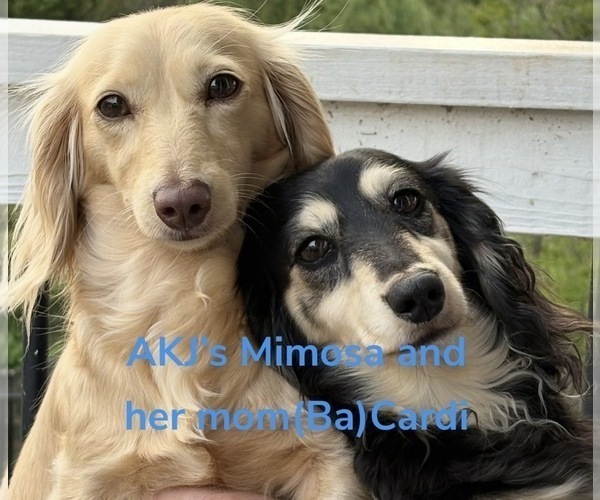 Medium Photo #1 Dachshund Puppy For Sale in CHARLOTTESVILLE, VA, USA