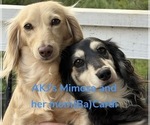 Small Photo #1 Dachshund Puppy For Sale in CHARLOTTESVILLE, VA, USA