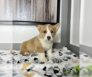 Pembroke Welsh Corgi Puppy for sale in FRANKLIN, IN, USA