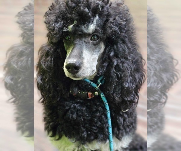 Medium Photo #1 Poodle (Toy) Puppy For Sale in CORINNE, UT, USA