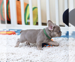Small Photo #7 French Bulldog Puppy For Sale in GREENPORT, NY, USA