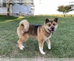 Small Photo #1 Akita Puppy For Sale in GETTYSBURG, PA, USA