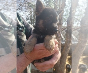 German Shepherd Dog Puppy for sale in COLUMBIANA, OH, USA