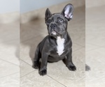 Puppy 2 French Bulldog