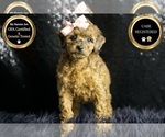 Puppy Velvet UABR Poodle (Miniature)