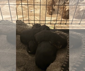 Yorkshire Terrier Puppy for sale in DENHAM SPRINGS, LA, USA