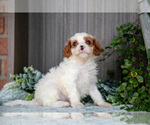 Small Photo #13 Cavapoo Puppy For Sale in MILLERSBURG, OH, USA