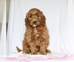 Small Photo #3 Goldendoodle (Miniature) Puppy For Sale in GAP, PA, USA