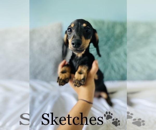 Medium Photo #14 Dachshund Puppy For Sale in COOKEVILLE, TN, USA