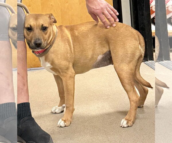 Medium Photo #2 Black Mouth Cur Puppy For Sale in Sanford, FL, USA