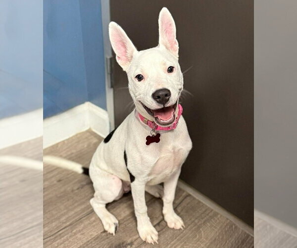 Medium Photo #2 American Pit Bull Terrier-Unknown Mix Puppy For Sale in Lakewood, CO, USA