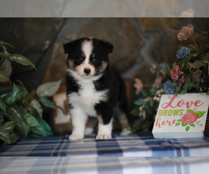 Australian Shepherd Puppy for sale in WESTFIELD, MA, USA