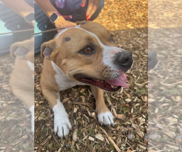 Medium Photo #5 Staffordshire Bull Terrier-Unknown Mix Puppy For Sale in Woodland Hills, CA, USA