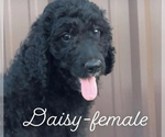 Small Photo #2 Goldendoodle Puppy For Sale in MINCO, OK, USA