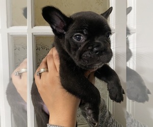 French Bulldog Puppy for sale in MORENO VALLEY, CA, USA
