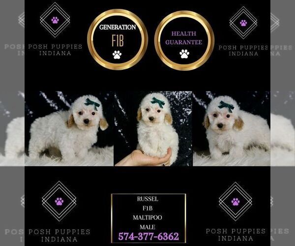 Medium Photo #7 Maltipoo Puppy For Sale in WARSAW, IN, USA