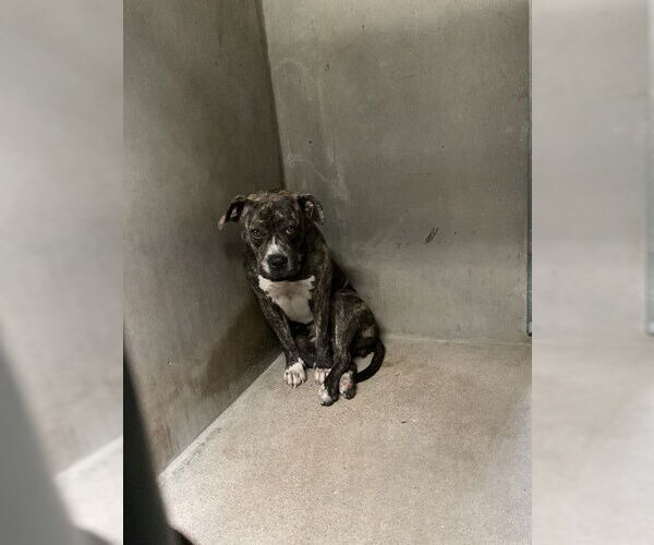 Medium Photo #1 Mutt Puppy For Sale in San Bernardino, CA, USA