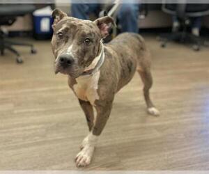 American Pit Bull Terrier-Unknown Mix Dogs for adoption in Martinez, CA, USA