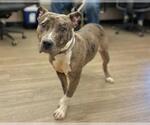 Small American Pit Bull Terrier Mix