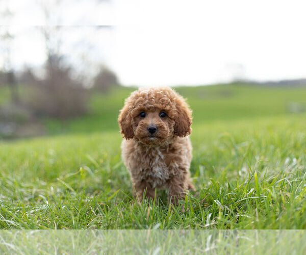 Medium Photo #8 Goldendoodle (Miniature) Puppy For Sale in WARSAW, IN, USA