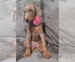 Small Photo #46 Doberman Pinscher Puppy For Sale in POMEROY, OH, USA
