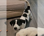 Small #2 German Shorthaired Pointer-Great Pyrenees Mix