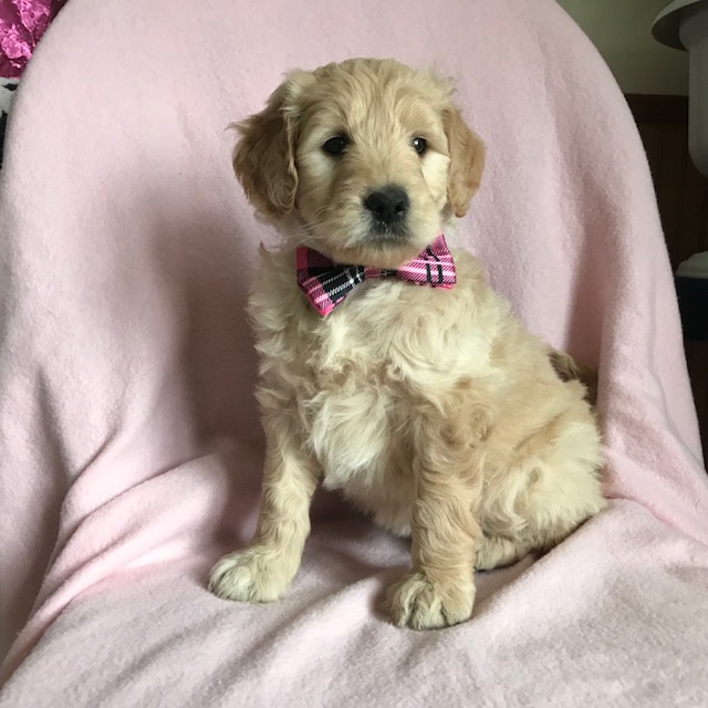 Medium Photo #1 Goldendoodle Puppy For Sale in EPHRATA, PA, USA