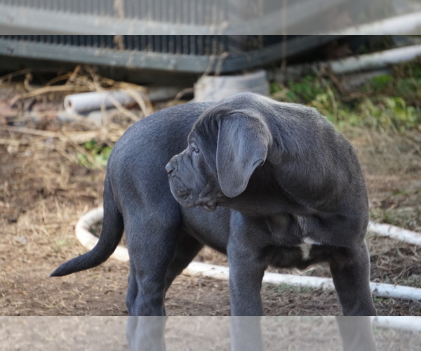 Medium Photo #39 Cane Corso Puppy For Sale in COLONIAL HEIGHTS, VA, USA