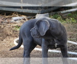 Small Photo #39 Cane Corso Puppy For Sale in COLONIAL HEIGHTS, VA, USA