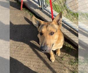 German Shepherd Dog-Unknown Mix Dogs for adoption in Bakersfield, CA, USA