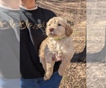 Puppy Bright Green Labradoodle