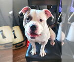 Small #1 American Pit Bull Terrier Mix