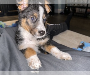 Border-Aussie Puppy for sale in TROY, MI, USA