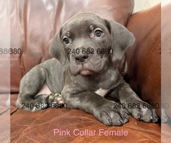 Medium Photo #3 Cane Corso Puppy For Sale in LA PLATA, MD, USA
