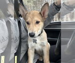 Small #16 German Shepherd Dog Mix