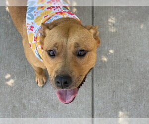 German Shepherd Dog-Unknown Mix Dogs for adoption in Tulsa, OK, USA