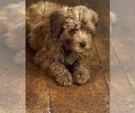 Small Photo #1 Cavapoo-Poodle (Miniature) Mix Puppy For Sale in ATGLEN, PA, USA