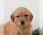Small Photo #2 Golden Retriever Puppy For Sale in NEWPORT, PA, USA