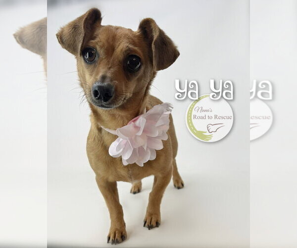 Medium Photo #1 Chiweenie Puppy For Sale in Benton, LA, USA